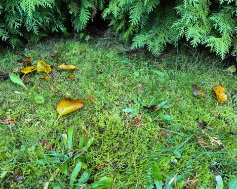 Jak raz na zawsze pozbyć się mchu z trawnika? Jesienią dobrze działa tani produkt, który masz w domu