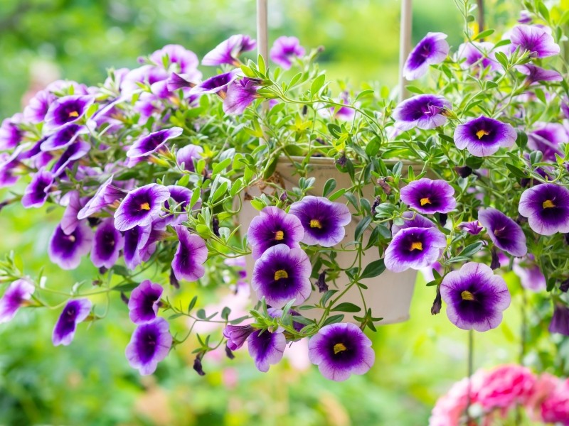 calibrachoa