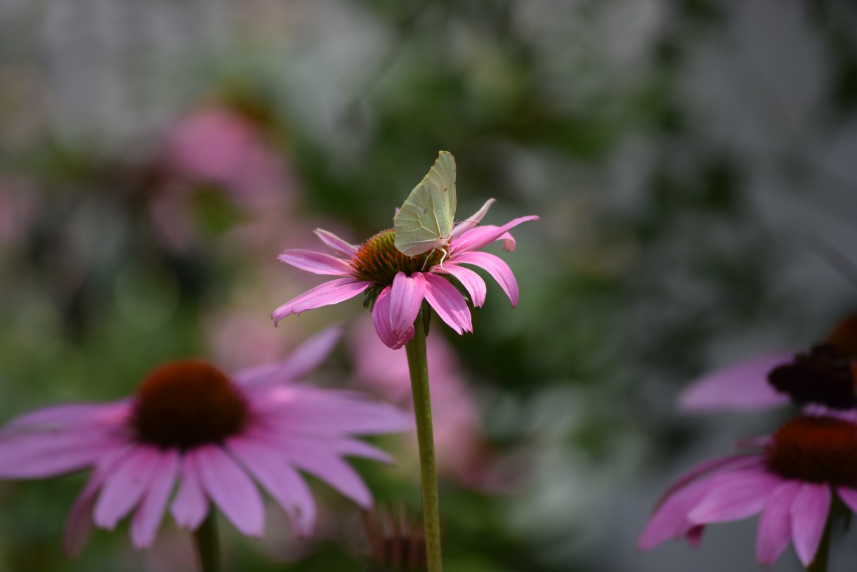 Rośliny, ECHINACEA...