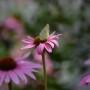 Rośliny, ECHINACEA...