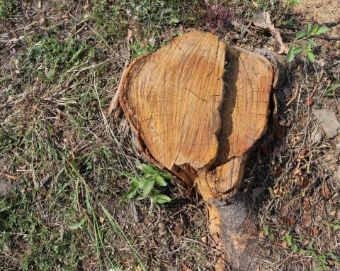 Do usunięcia pnia drzewa z ogrodu nie potrzebujesz koparki. Wypróbuj metodę wiercenia i zalania