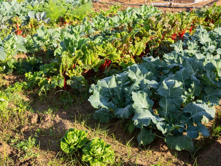 Prosty model płodozmianu 4-letniego. Idealny dla niewielkiej działki