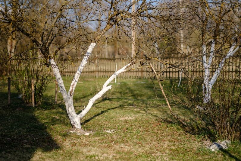 Folię aluminiową zdejmujemy z drzew owocowych wczesną wiosną, gdy miną silne mrozy.