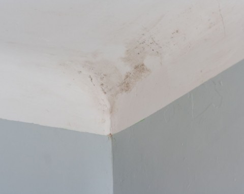 Skutecznie i szybko usuwa grzyb z sufitu i ścian. Kup w aptece, wlej na szmatkę i dobrze wetrzyj