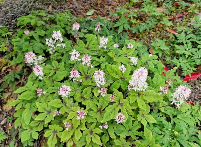 Tiarella 'Spring Symphony' ma jasnoróżowe kwiaty.