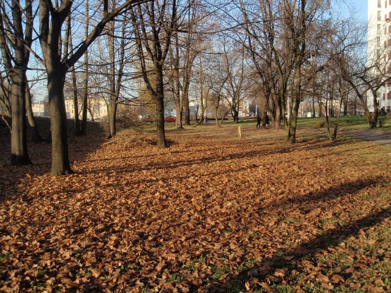 Pozostałe, Słotna jesień..... - ...dywany liści...