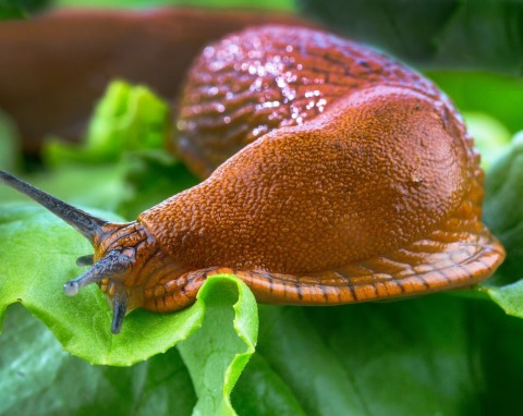 Jak zwalczyć ślimaki w ogrodzie? Pułapki, chemiczne preparaty i domowe sposoby