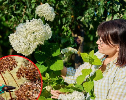 Jak sadzić sztobry hortensji, czyli rozmnażanie hortensji z patyków