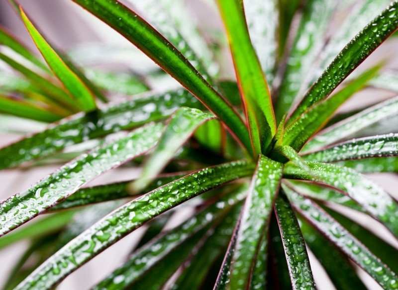 jak stosować kwas bursztynowy do roślin doniczkowych