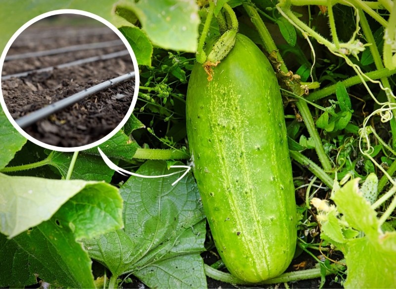 jak często trzeba podlewać ogórki i pomidory podczas upałów