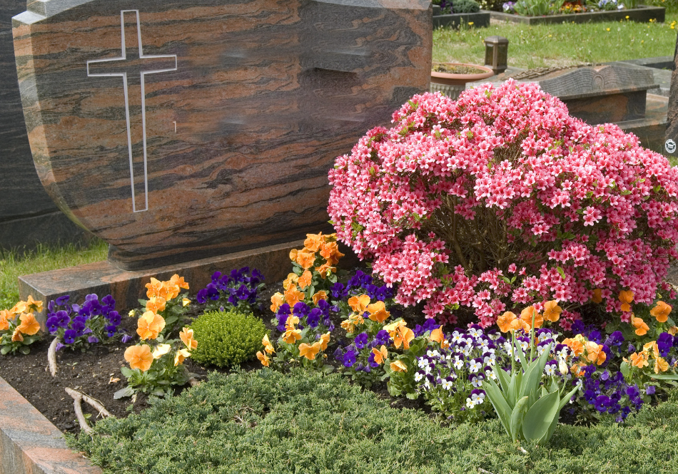 rośliny kwitnące cmentarz