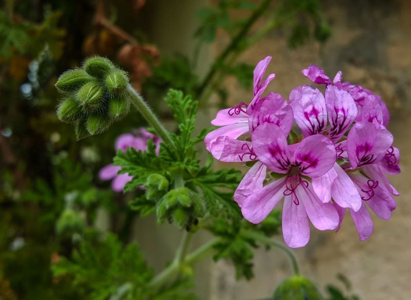 pelargonia