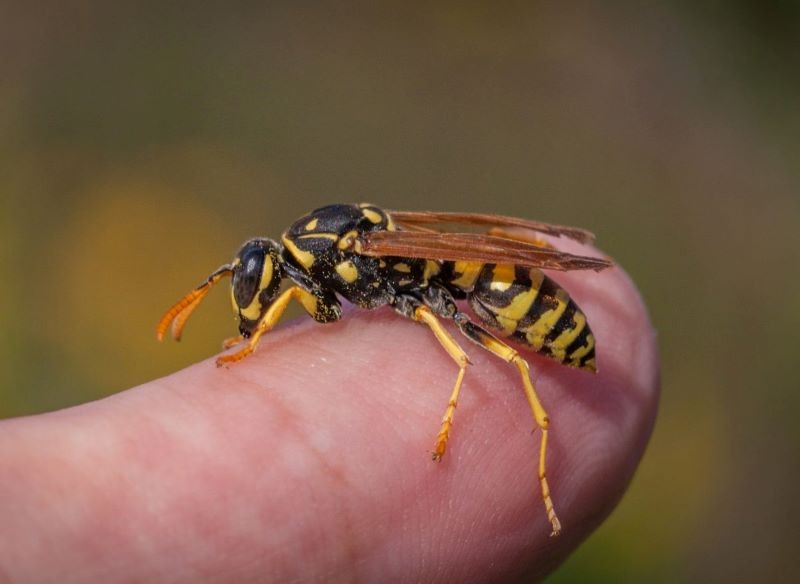 Użądlenie przez klecankę jest niezwykle bolesne.