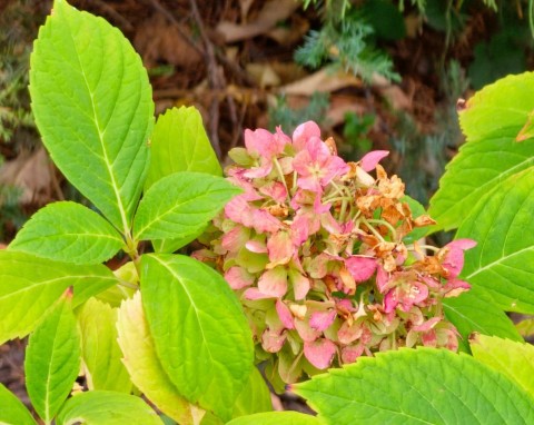 Zimowanie hortensji w doniczkach. Roślina przetrwa nawet duże mrozy na zewnątrz