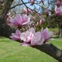 Rośliny, Urocza magnolia - Magnolia