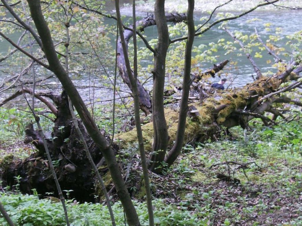 Podróże, DZIKA  FLORA  I  FAUNA  SZCZAWNICY - DZIKA NATURA