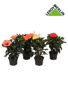 Hibiskus Rosa mix 30cm