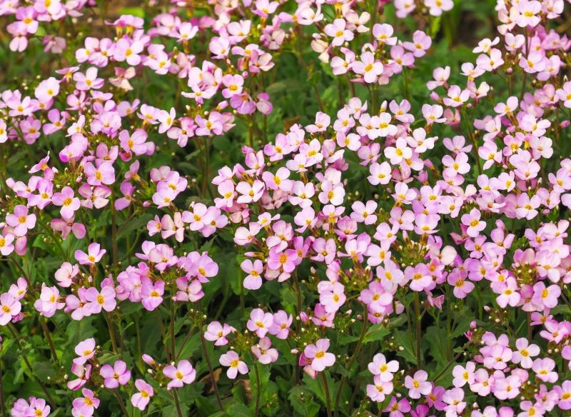 Gęsiówka kaukaska cudownie kwitnie.