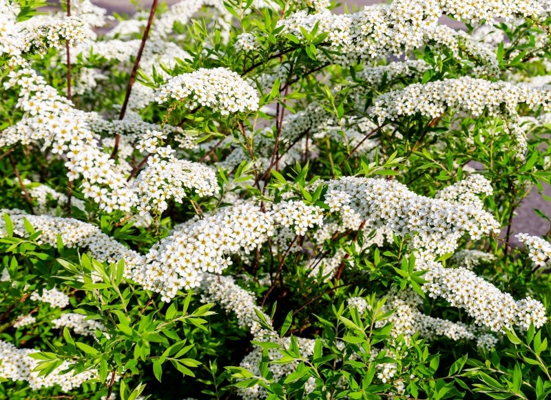 odmiany tawuły szarej  