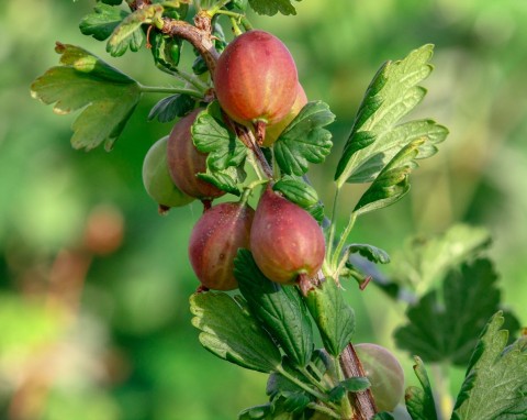 Kiedy najlepiej sadzić agrest - jesienią czy wiosną? Te odmiany dają dużo słodkich owoców