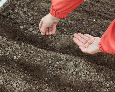 Jesienny siew marchwi, pietruszki i kopru. Wybierz dobre odmiany, zbiory będą pewne