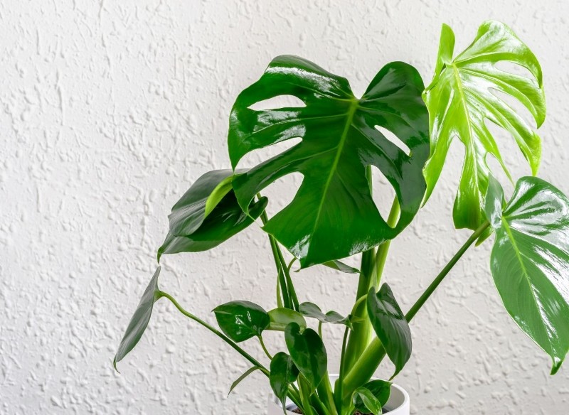 jakie rośliny można uprawiać w wodzie