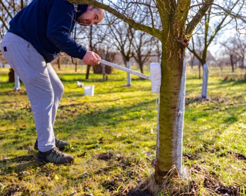 Czy w listopadzie można bielić drzewa owocowe? Najprostszy przepis na mleko wapienne
