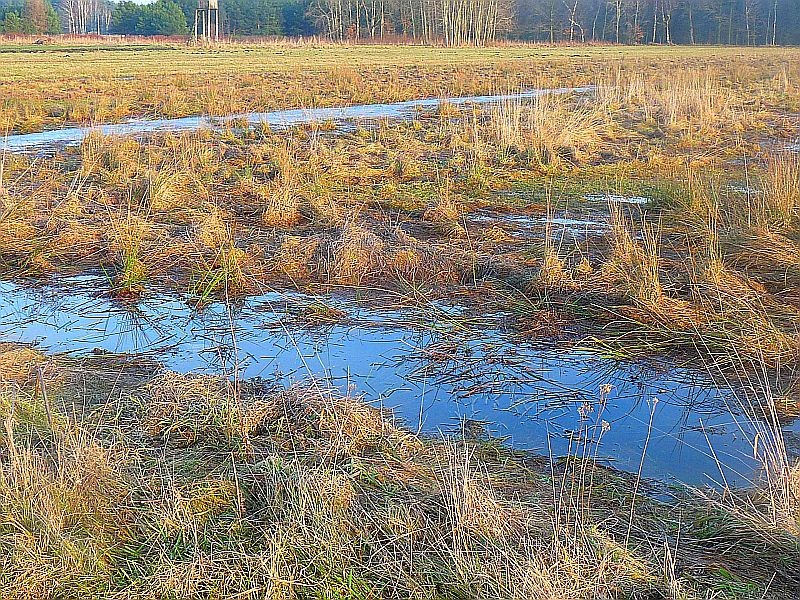 Rośliny, Odwilż