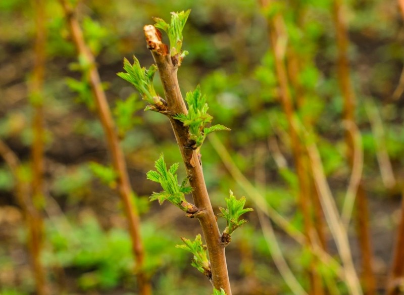 naturalne wiosenne nawozy do malin