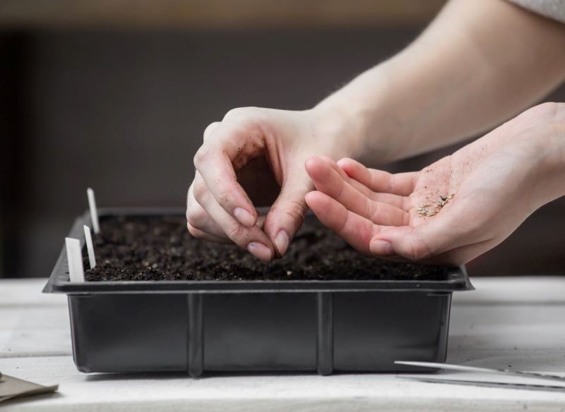 Siew pomidorów musi się odbyć we właściwym terminie.