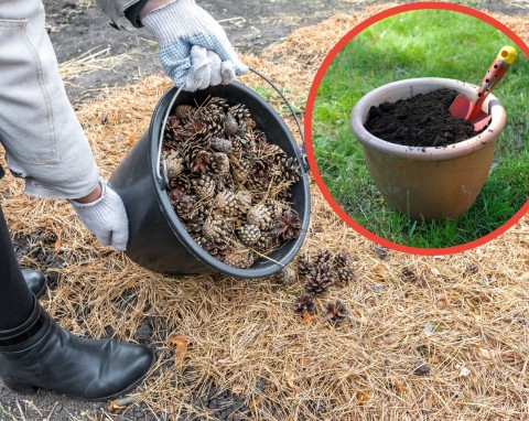 Ściółkowanie szyszkami i kwaśny kompost z szyszek. Najlepsza odżywka dla roślin kwasolubnych