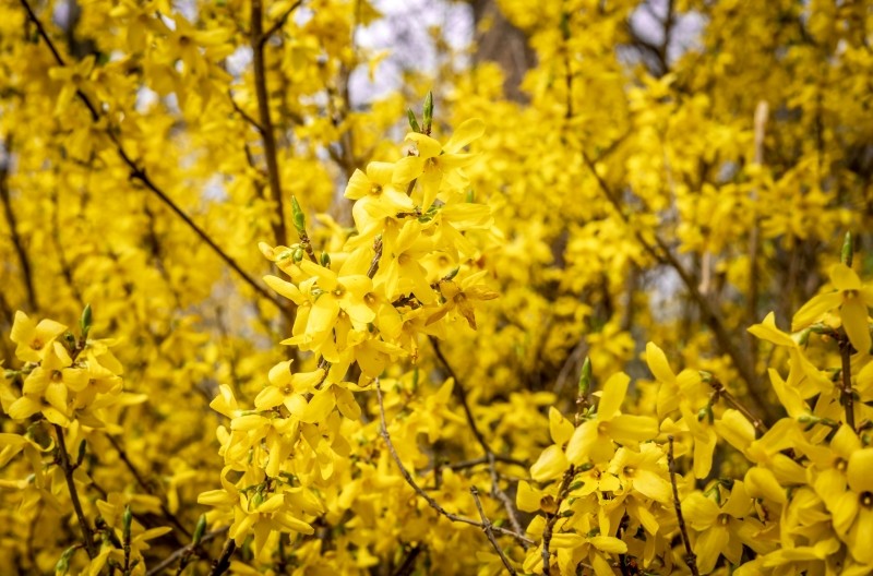 jak pielęgnować forsycję jesienią