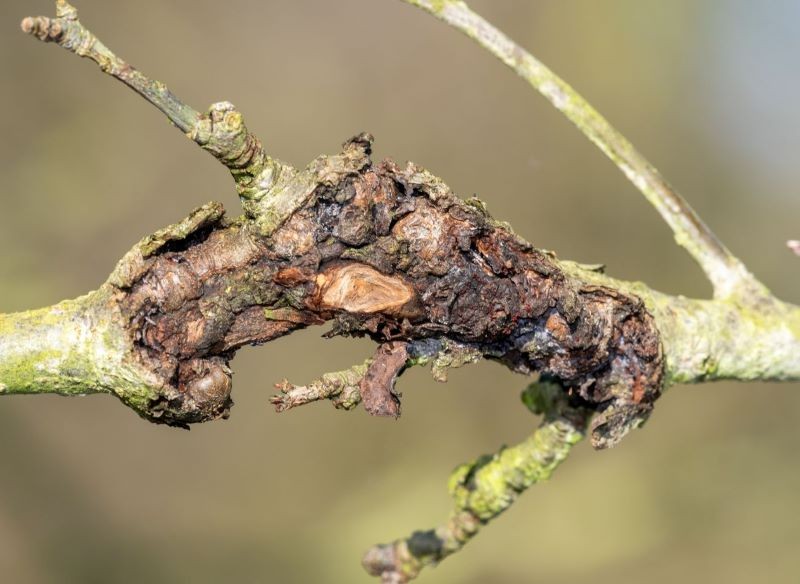 Chorobotwórcze patogeny wnikają w głąb drewna przez uszkodzenia kory.