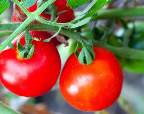 Jak stosować nawozy z alg i wodorostów? Naturalne wzmocnienie i odżywienie roślin w ogrodzie