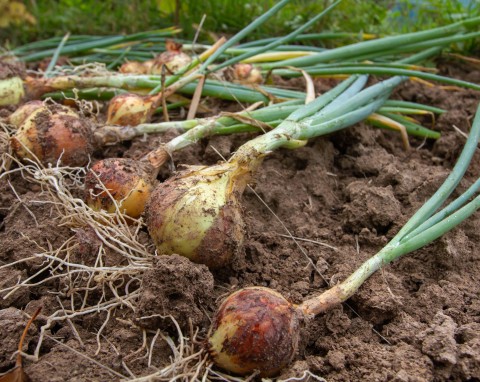 Co uprawiać po czosnku i cebuli? Ważne terminy na zbiór