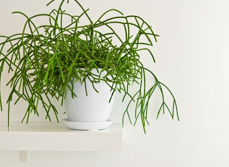 rośliny domowe cieniolubne