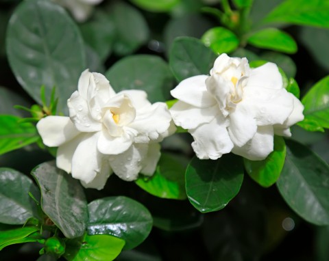 Gdy otwiera pąki, pachnie jak drogie perfumy. Jest piękniejsza od storczyka i kwitnie w zimie