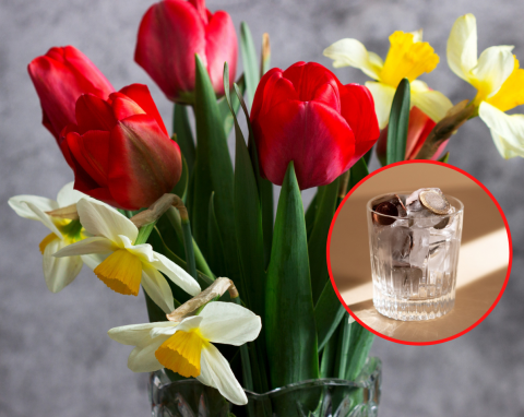 Tulipany i żonkile szybko więdną w wazonie? Zastosuj lodową terapię, znów będą piękne