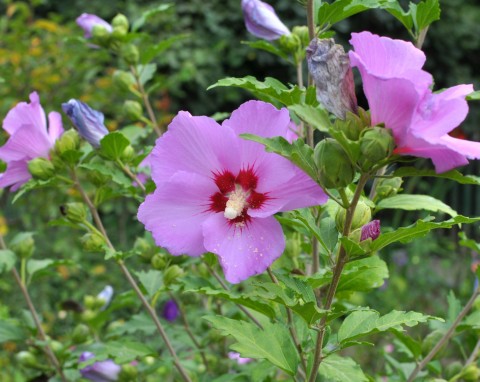 Fosforowo-potasowa odżywka do hibiskusa ogrodowego. Wreszcie będzie kwitł, jak należy