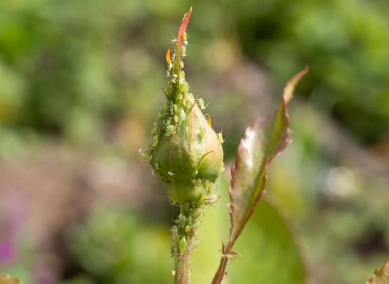 Mszyce często atakują róże.