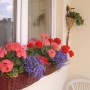 Pozostałe, Mój balkonowy ogródek - Ranek-3.7.10