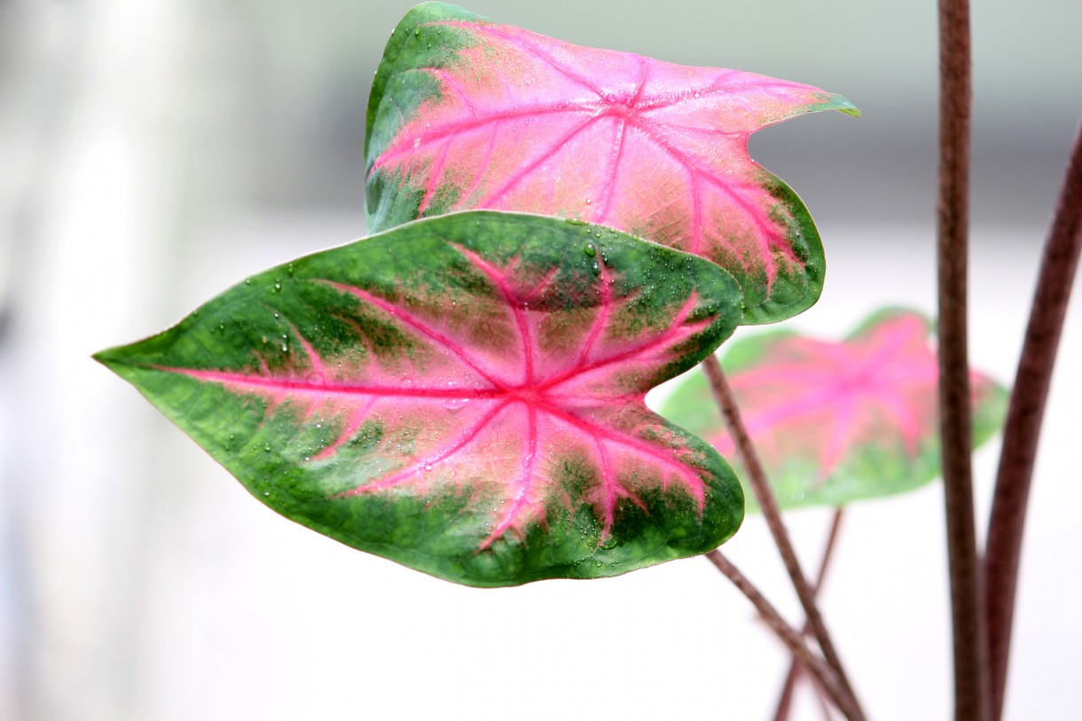 Rośliny, Różowe kwiaty doniczkowe - Kaladium (Caladium Florida Sweetheart)
Fot. 123.RF