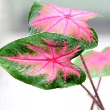 Kaladium (Caladium Florida Sweetheart)
Fot. 123.RF