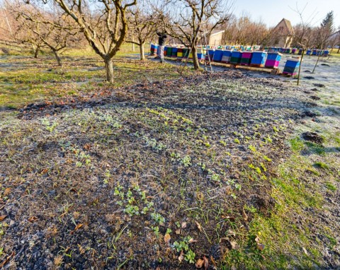 Jak zabezpieczyć drzewa i krzewy ozdobne na zimę? Najlepsze sposoby na ochronę roślin przed silnym mrozem