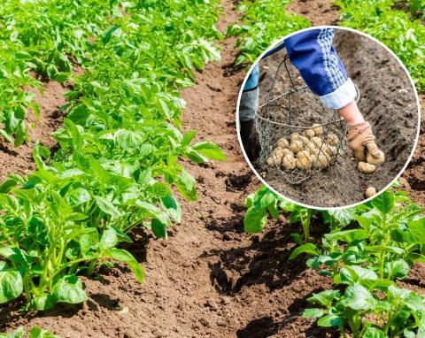 Kiedy sadzić ziemniaki? Sprawdź, które odmiany są najlepsze do uprawiania w przydomowym ogródku