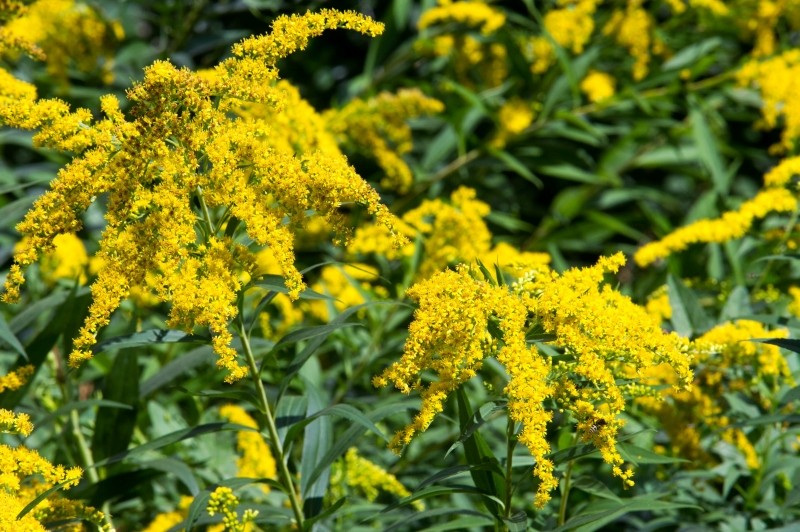 gnojówka z nawłoci