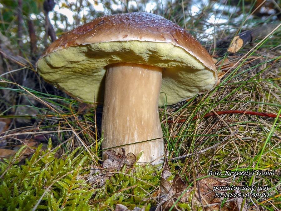 Leśne klimaty, Poniatowa grzyby - Poniatowa grzyby - foto.Krzysztof Goleń