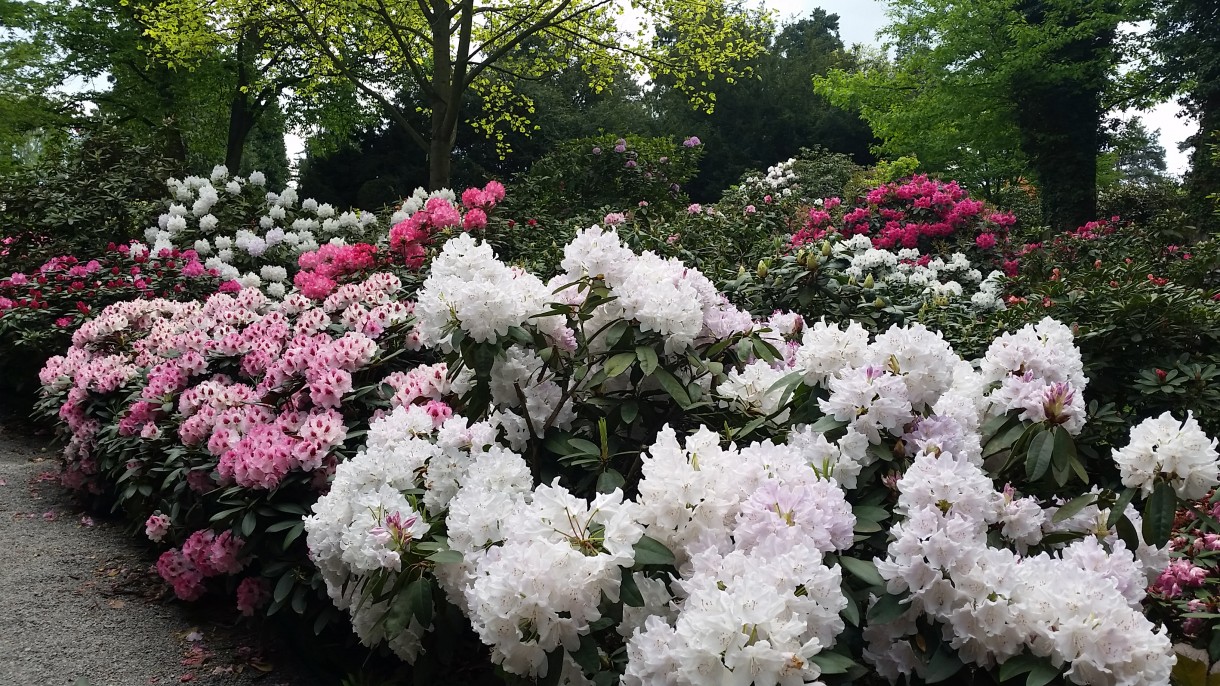 Pozostałe, Zakwitly rozaneczniki i azalie w arboretum