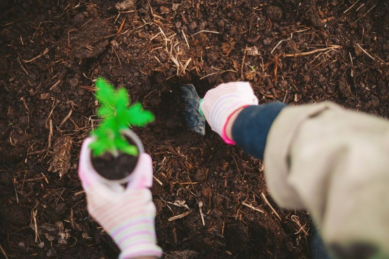 Po posadzeniu o pomidory trzeba odpowiednio zadbać.