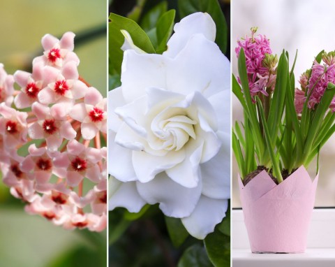 Ranking TOP 10 najbardziej pachnących kwiatów do domu. Jak je pielęgnować, żeby nie zmarnować?